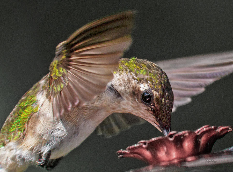 Hummingbird Photograph - Hummingbird. by Betsy Knapp