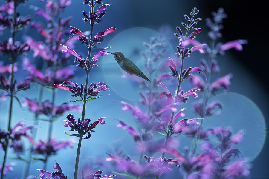 Bend Photograph - Hummingbird Bloom by Christian Heeb