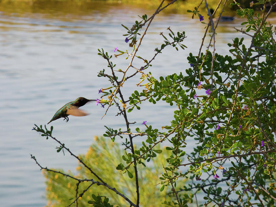Hummingbird Blur Photograph by Kimo Fernandez