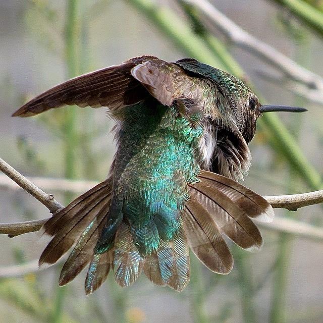 Tucson Photograph - #hummingbird #bns_birds by John Wagner