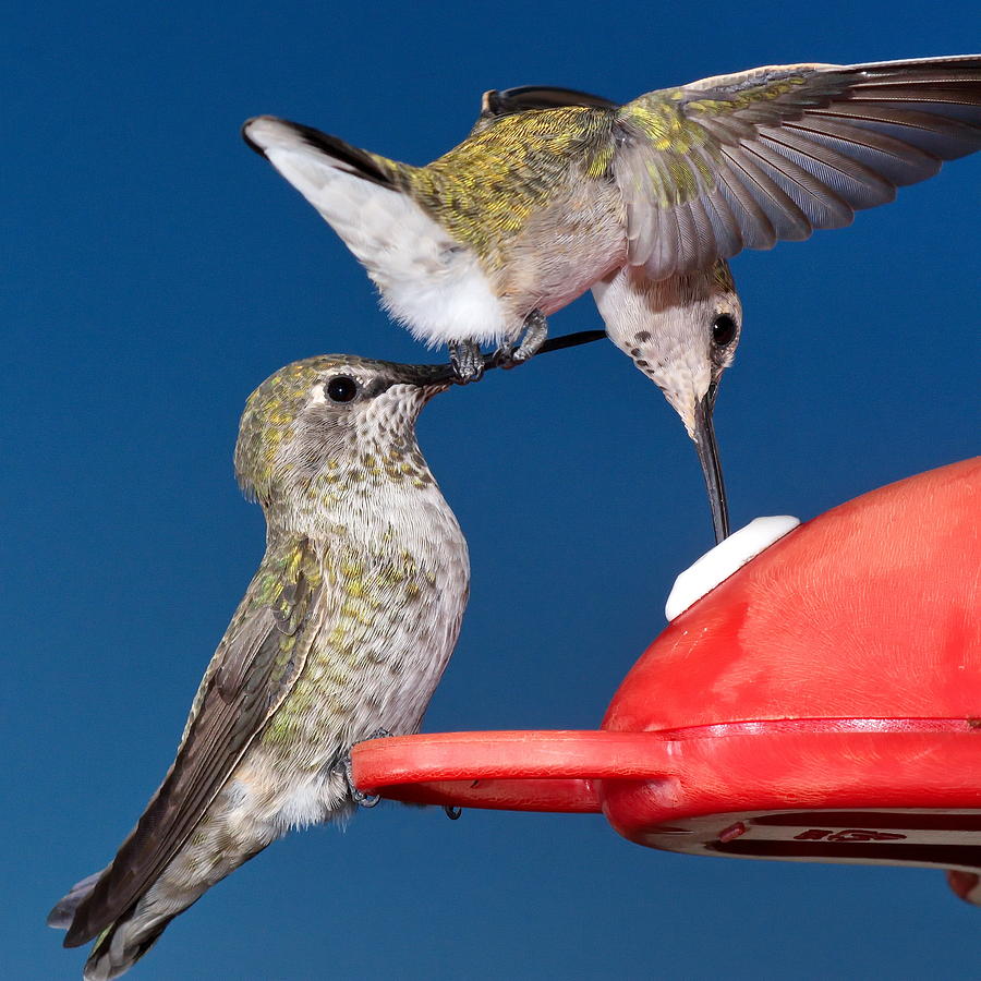 Hummingbird Booster Perch Photograph by Ron D Johnson - Fine Art America