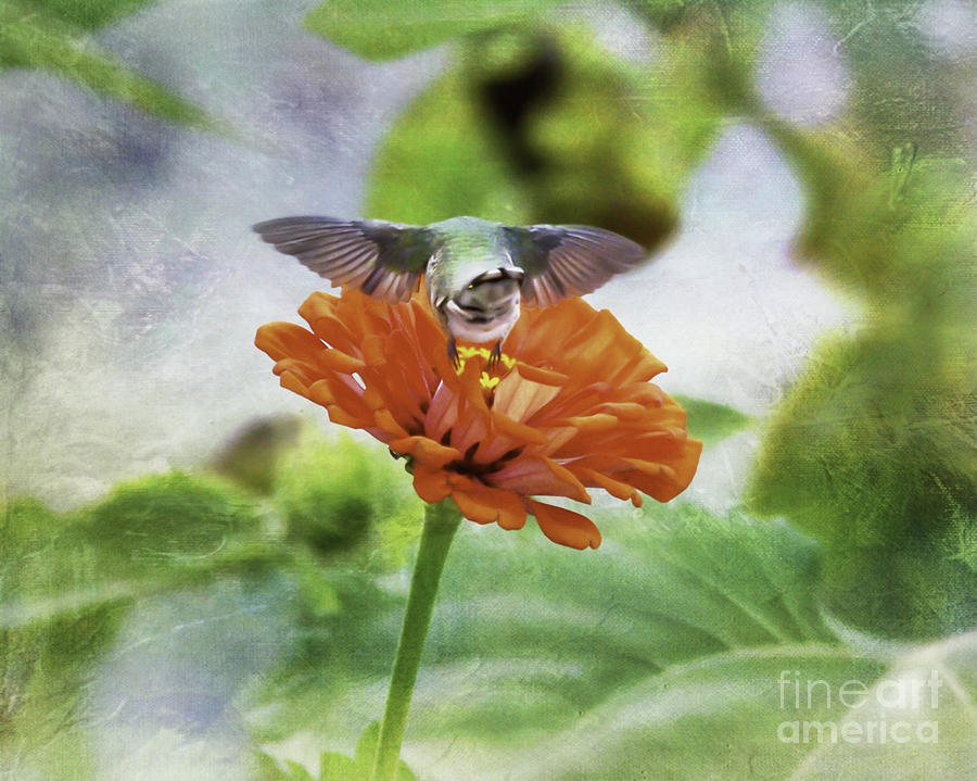 Hummingbird Bow Photograph