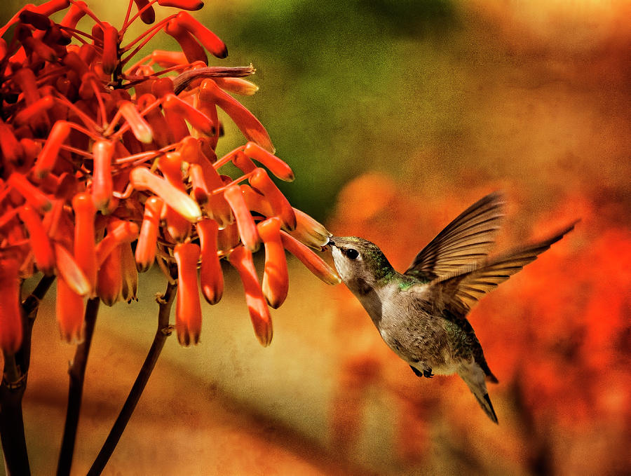 Hummingbird Breakfast Arizona Style  Photograph by Saija Lehtonen