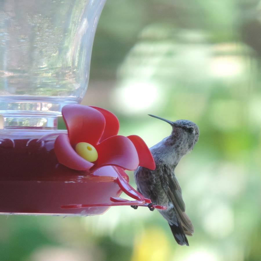 Hummingbird Breakfast Photograph by Bill Tomsa