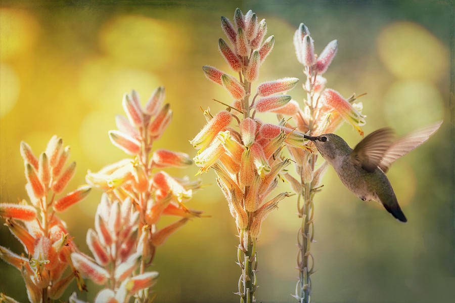 Hummingbird Breakfast Is Served  Photograph by Saija Lehtonen