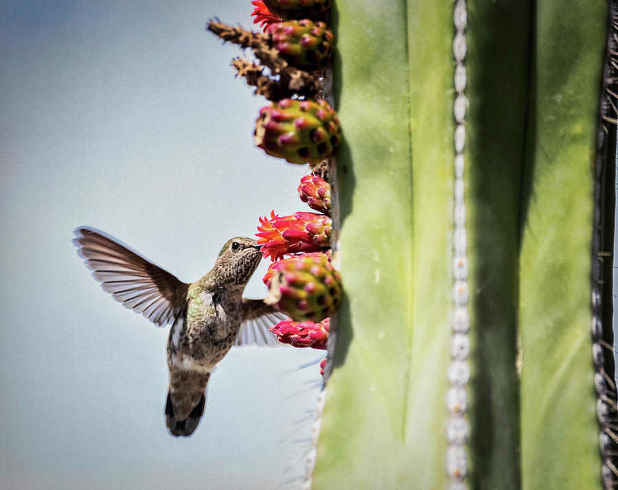 Hummingbird Breakfast  Photograph by Saija Lehtonen