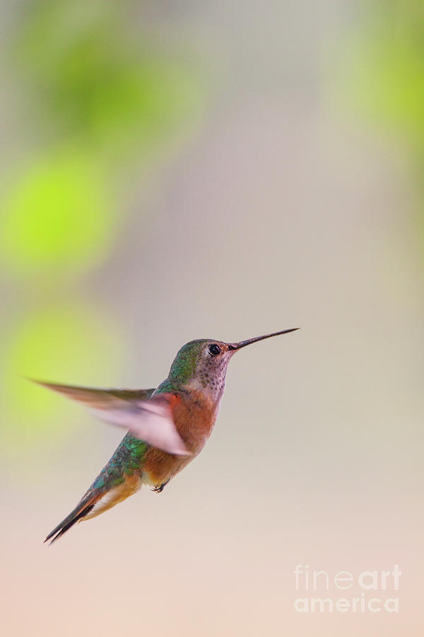 Hummingbird Photograph by Bret Barton