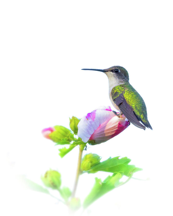 Hummingbird Photograph by Brian Caldwell