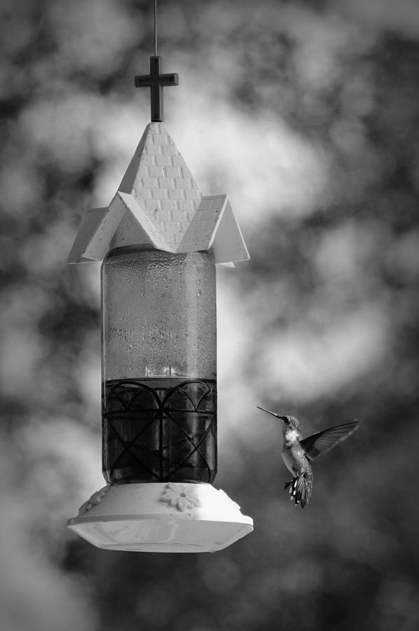 Hummingbird - BW Photograph by Beth Vincent