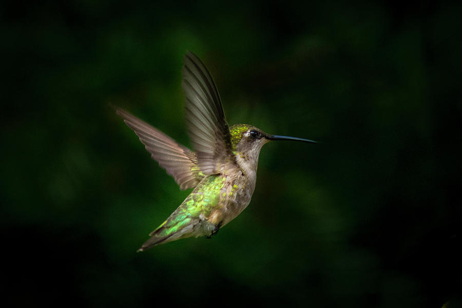 Young Ruby Throated Hummingbird  Photograph by Kenneth Cole