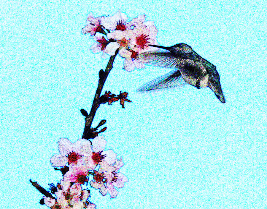 Hummingbird chalk style Photograph by Cheryl Del Toro