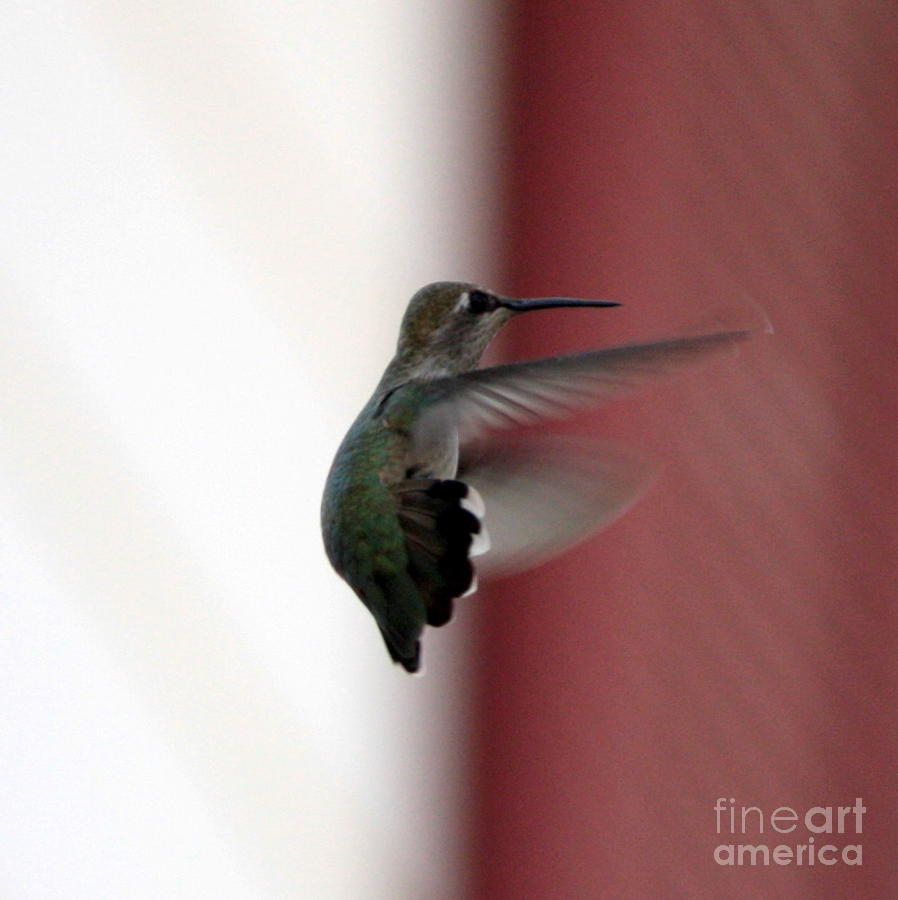 Hummingbird Changing Course Photograph by Carol Groenen