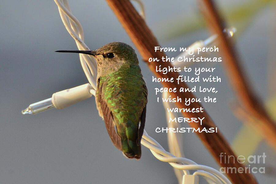 Hummingbird Christmas Card Photograph by Debby Pueschel