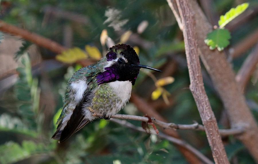 Hummingbird  Photograph by Christy Pooschke