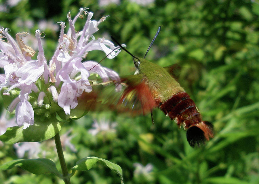 Hummingbird Clear-Wing Moth at Monarda Photograph by Carol Senske