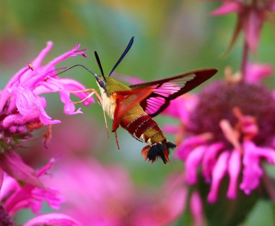 Hummingbird Clearwing Hawk Moth Photograph by Jose Mendes