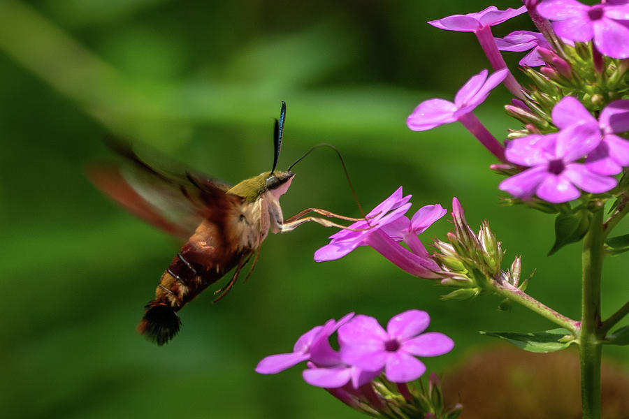 Hummingbird Clearwing Moth  Photograph by Gary E Snyder