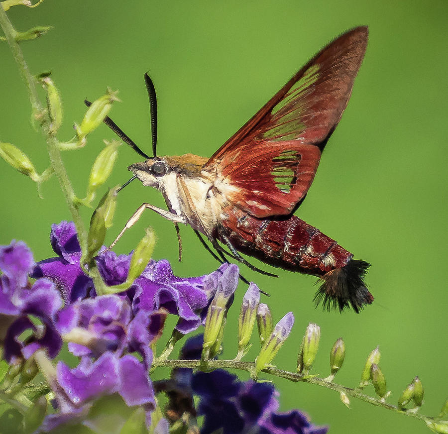 Hummingbird Clearwing Moth Photograph by Jane Luxton