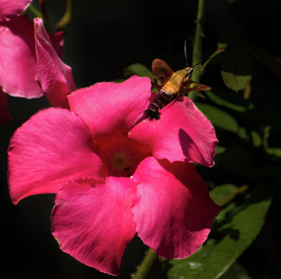 Hummingbird clearwing on mandevilla Photograph by Zina Stromberg Pixels