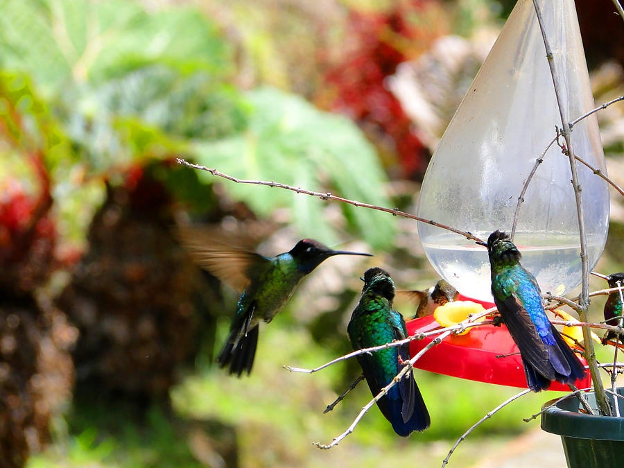 Bird Photograph - Hummingbird Close Encounter by Al Bourassa