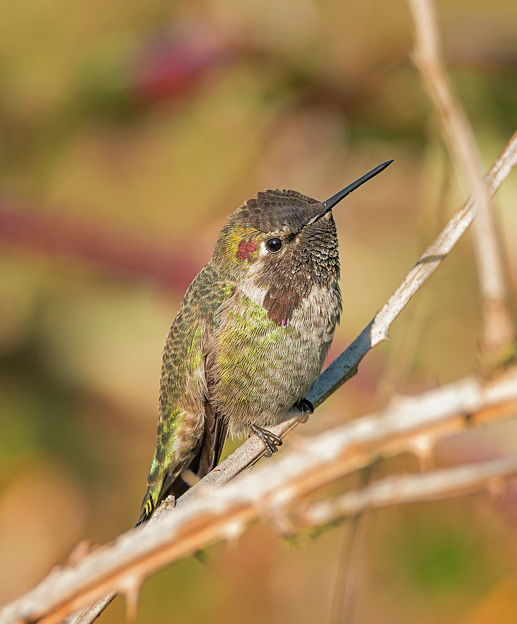 Hummingbird Close Up Photograph by Loree Johnson