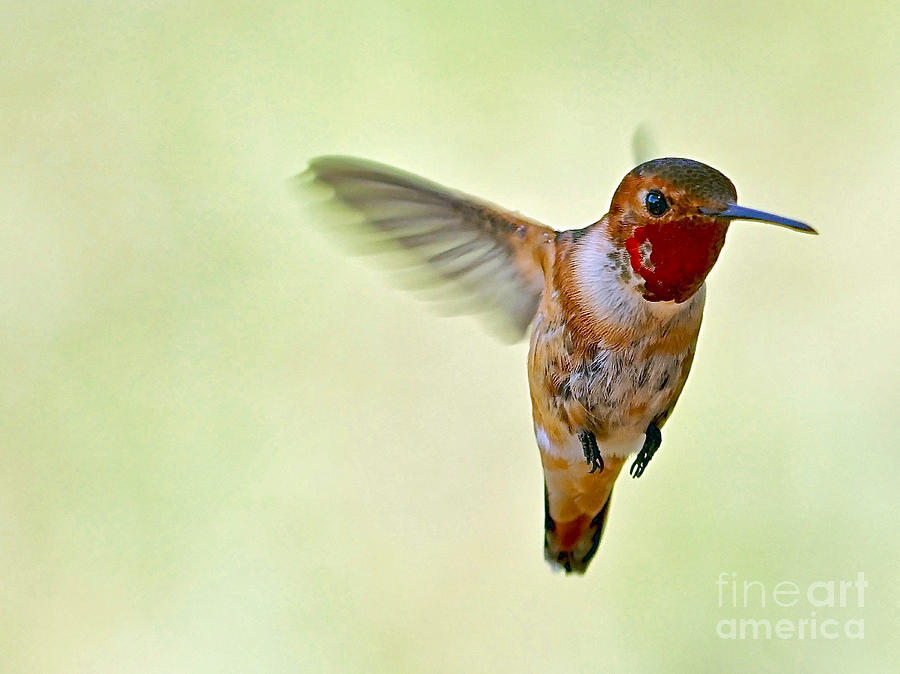 Hummingbird Close-up Photograph by Michael Cinnamond