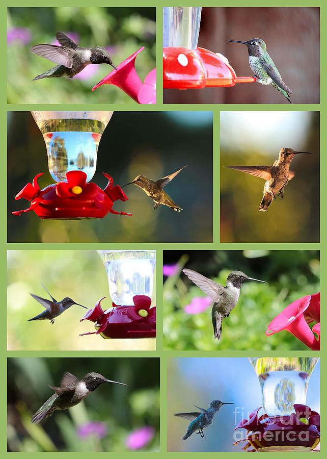 Hummingbird Collage 2 Photograph by Carol Groenen