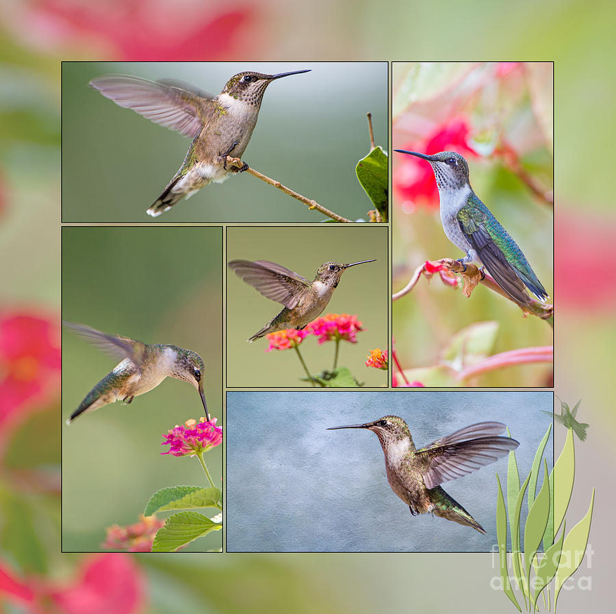 Hummingbird Collage Photograph by Bonnie Barry
