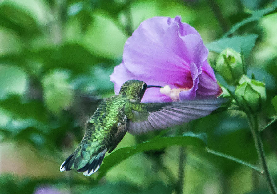 Hummingbird Collecting Nectar Photograph by Gordon Visions Fine Art