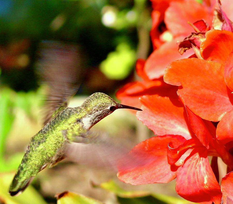Hummingbird Photograph - Hummingbird Colors by Erin Finnegan