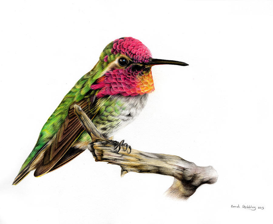 Hummingbird Colour Pencil Drawing Painting by Sarah Stribbling | Fine