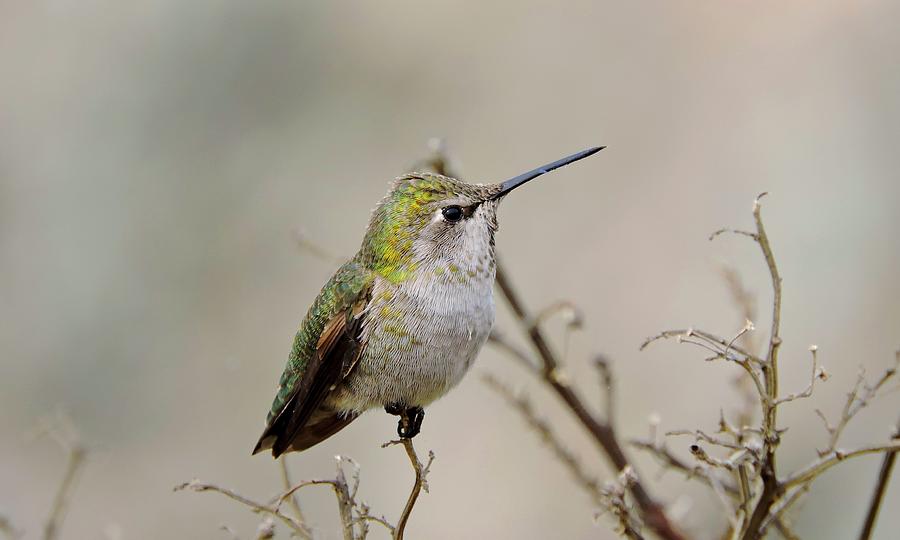 Annas Hummingbird Photograph by Connor Beekman
