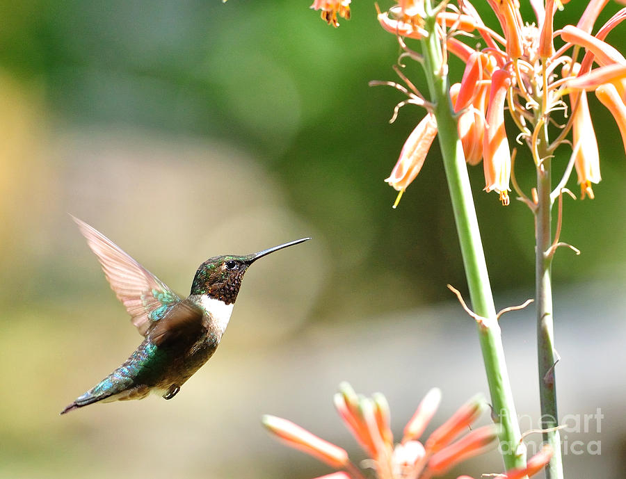 Hummingbird Contemplates in Flight Photograph by Wayne Nielsen