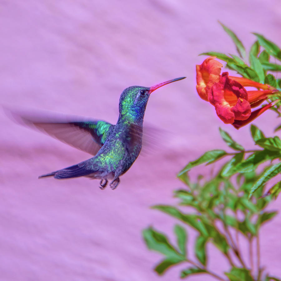 Hummingbird Photograph by Dan McManus