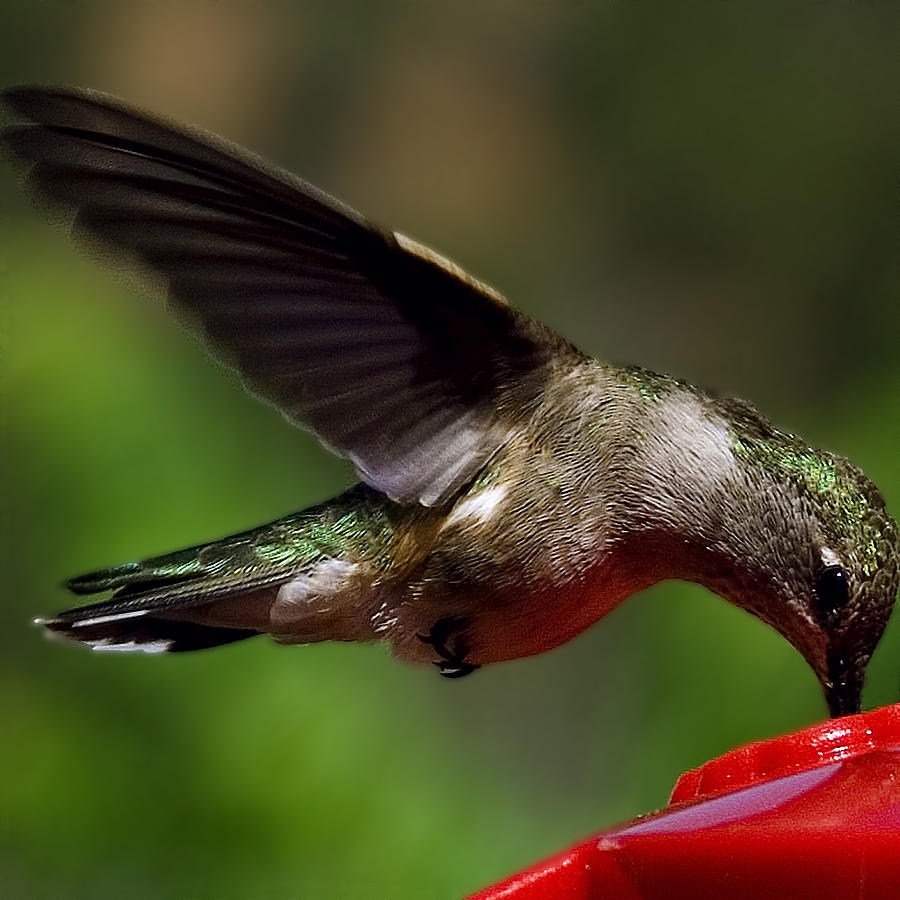 Hummingbird Photograph - Hummingbird by David Patterson