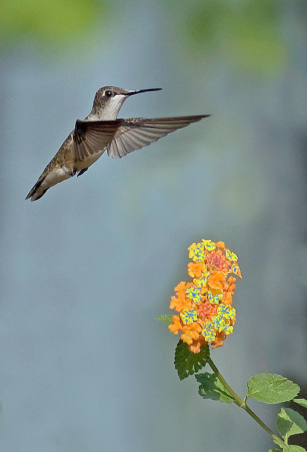 Hummingbird Photograph by David Waldrop