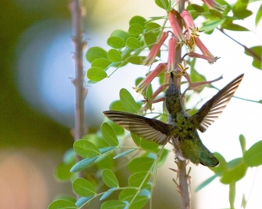 Hummingbird Photograph - Hummingbird by Dean Farrell