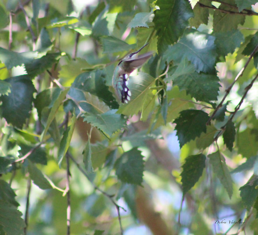 Hummingbird Photograph by Debra     Vatalaro