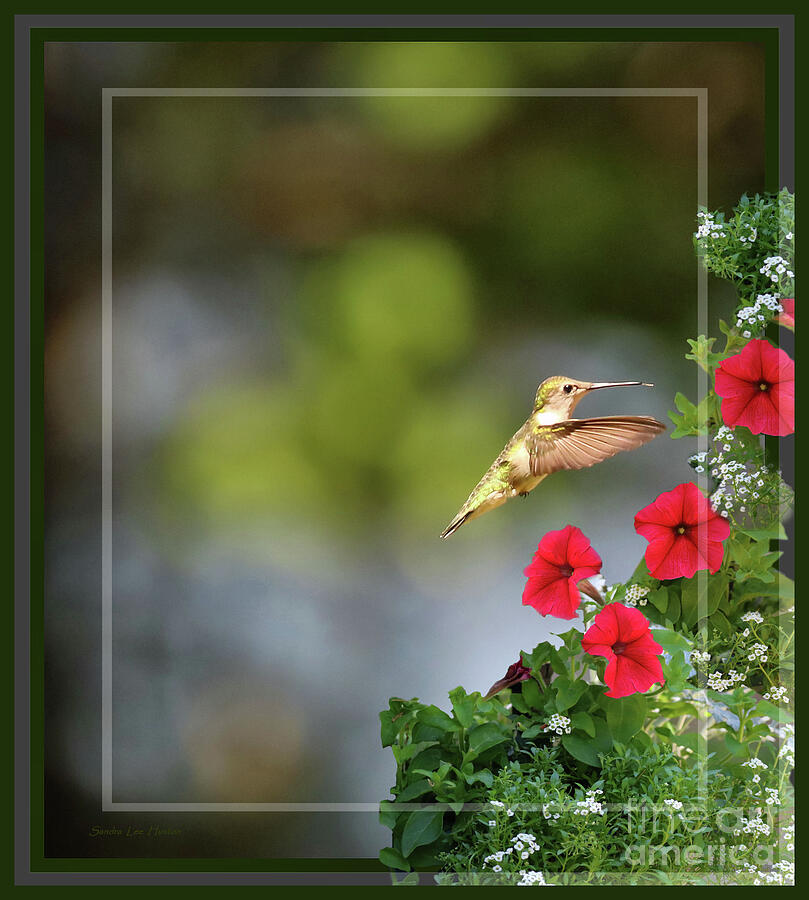 Hummingbird Decor - Framed Photograph by Sandra Huston