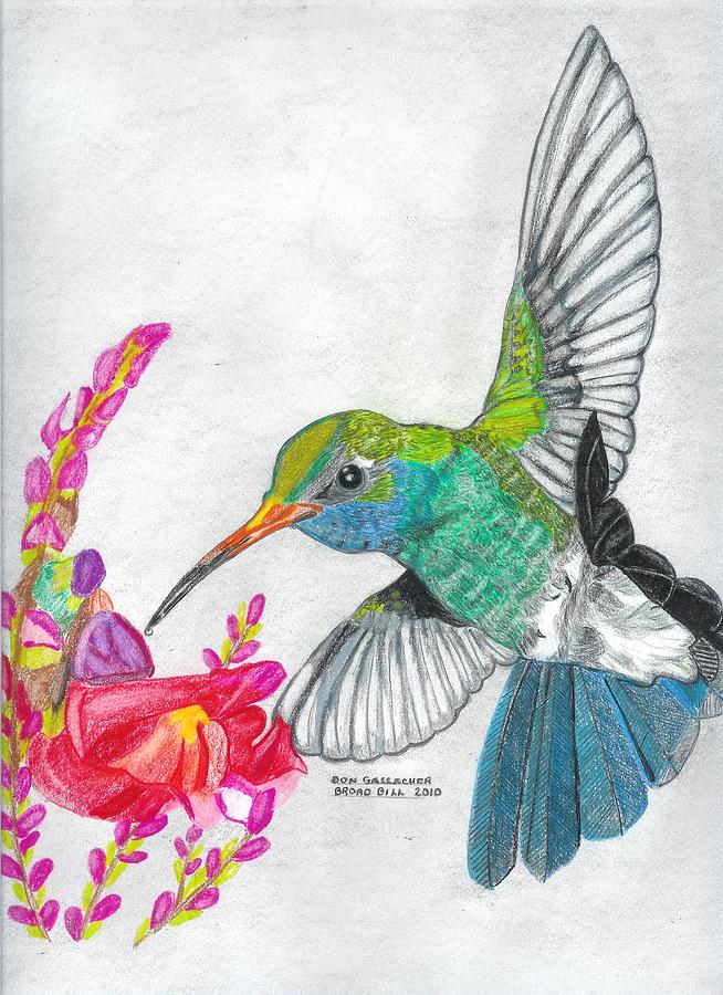 Hummingbird Delight Drawing by Don Gallacher - Fine Art America