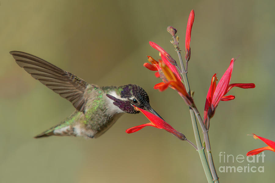 Hummingbird Delight Photograph by Lisa Manifold