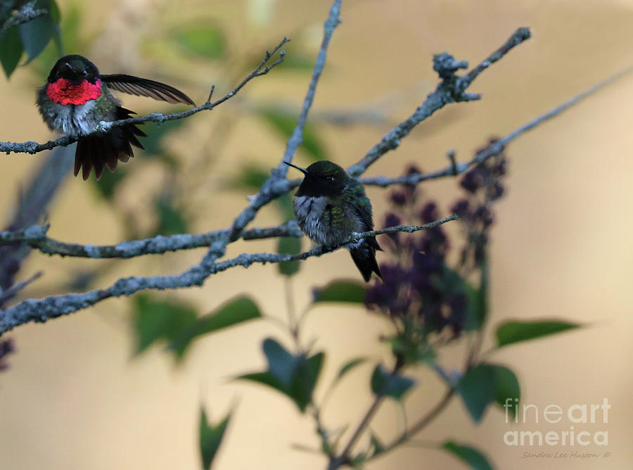 Hummingbird Delight Photograph by Sandra Huston