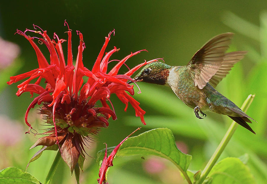 Hummingbird Delight Photograph by William Jobes
