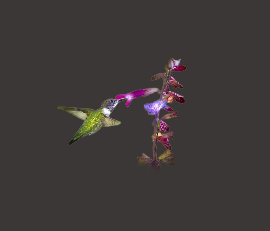 Hummingbird Design Photograph by Mark Andrew Thomas