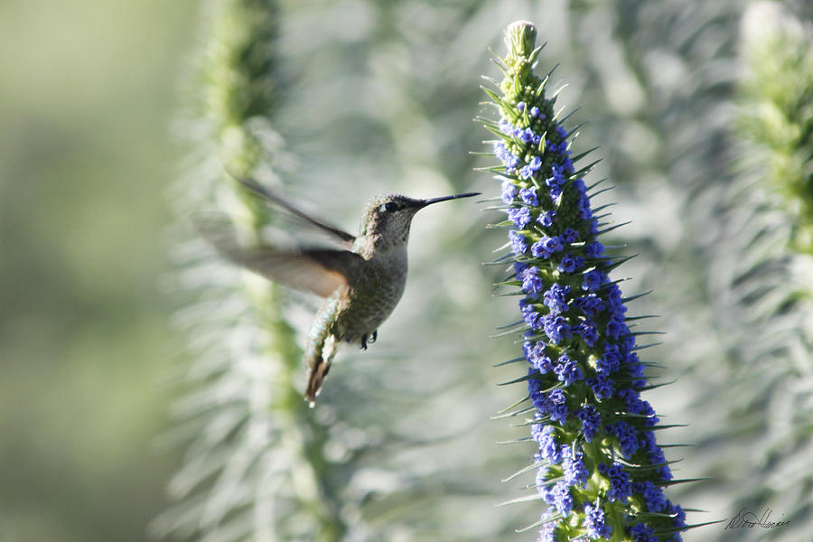 Hummingbird Photograph by Diana Haronis