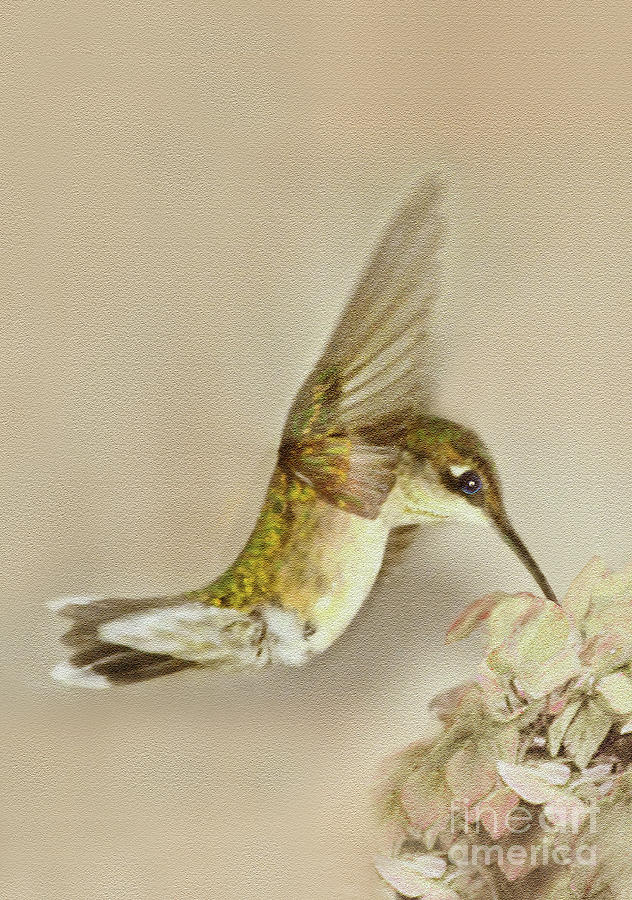 Hummingbird at Flower Digital Art by Dianne Morgado
