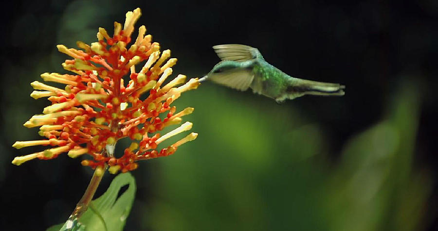 Hummingbird Photograph by Digital Art Cafe