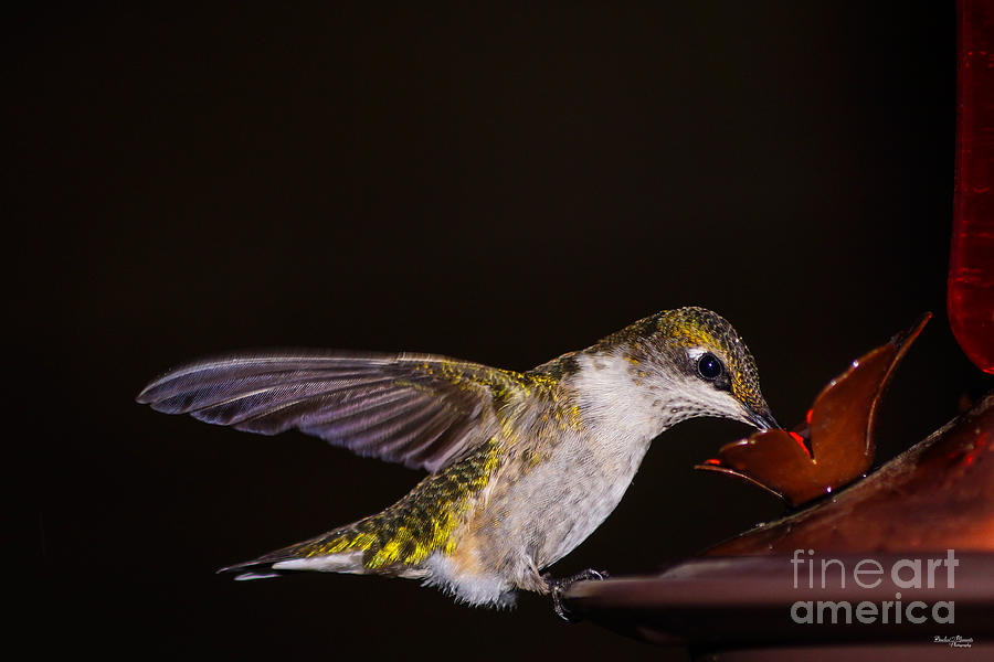 Hummingbird Photograph - Hummingbird Dinner Time by Jennifer White