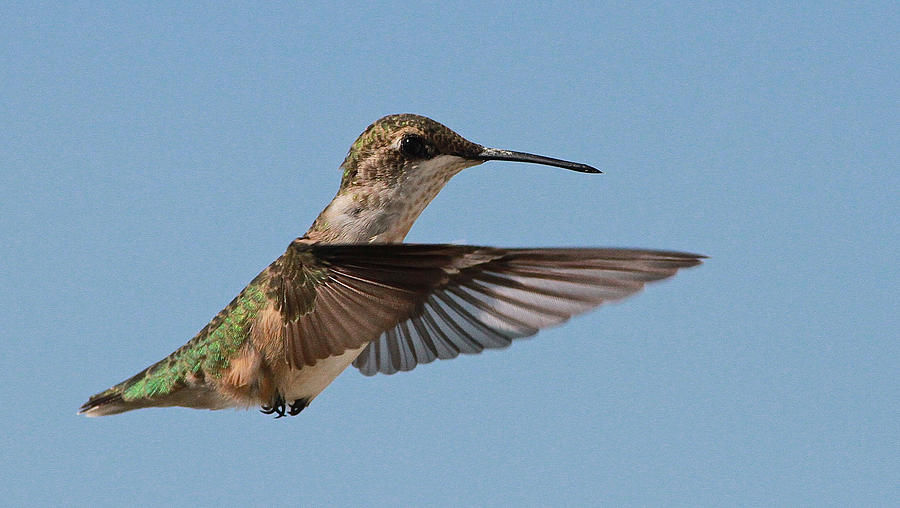 Hummingbird Photograph - Hummingbird by Donna Quante