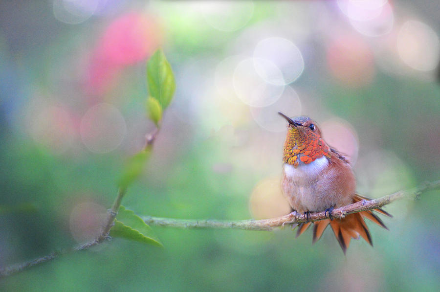 Hummingbird Dream Photograph by Lynn Bauer